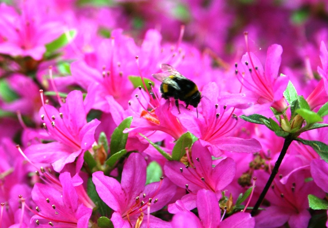 Hummel_Rhododendron