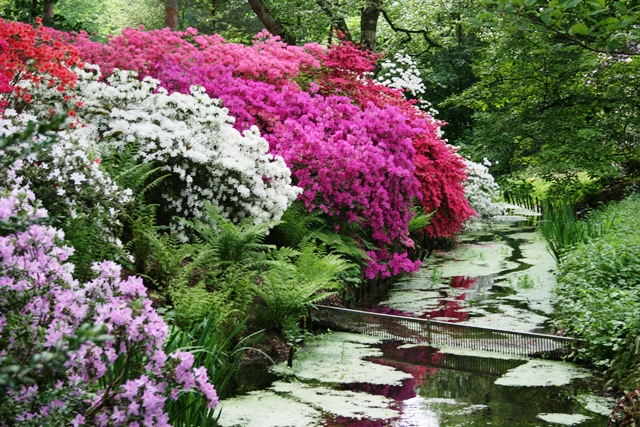 Bach_Rhododendron_Blüten