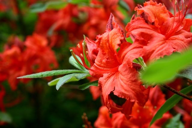 Rhododendron_rot_Blüte